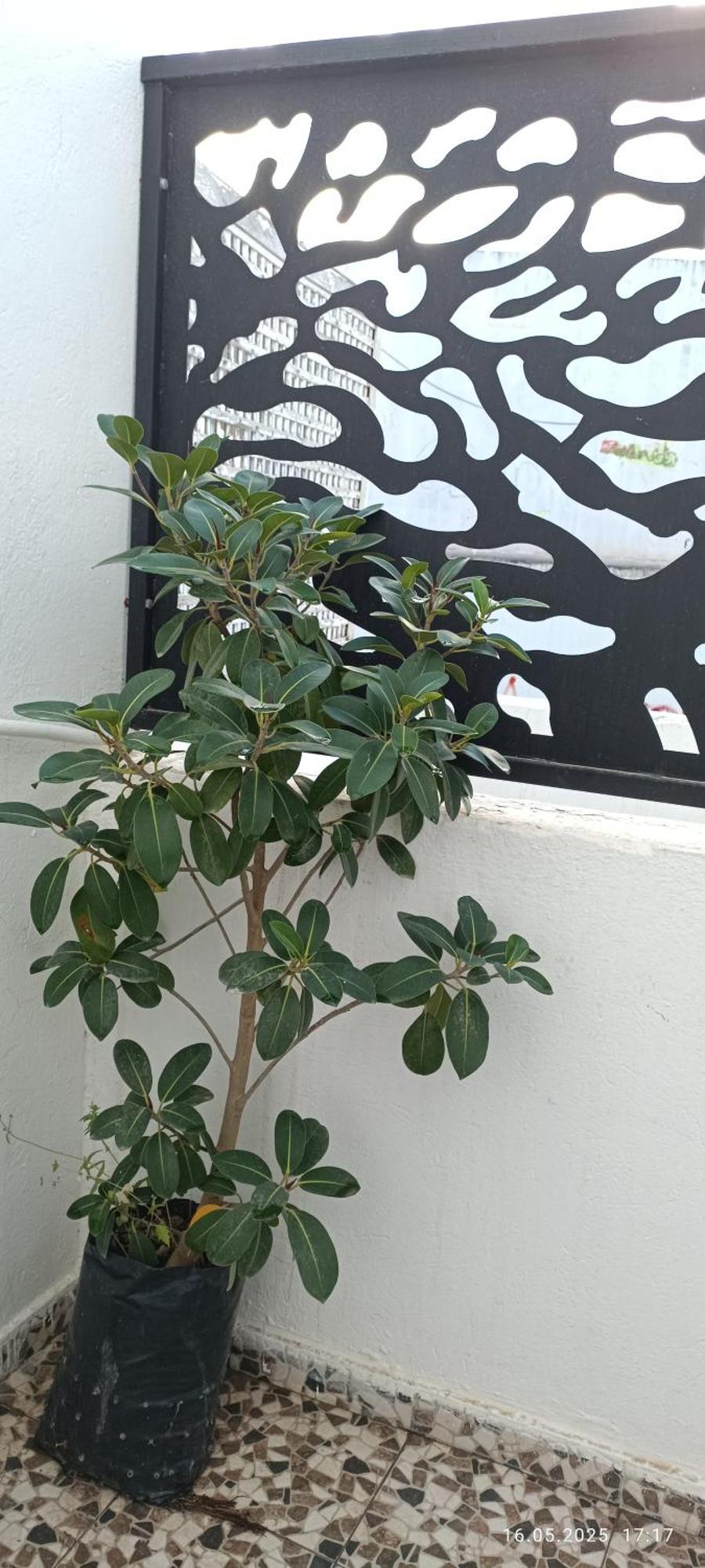 Residence Debbabi Sans Coupure D'Eau โมนาสตีร์ ห้อง รูปภาพ